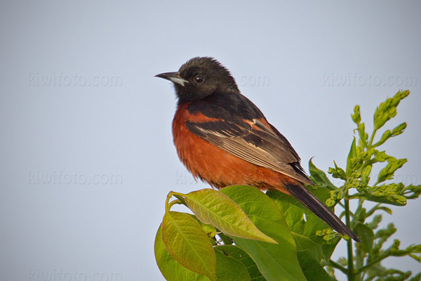 Orchard Oriole Photo @ Kiwifoto.com