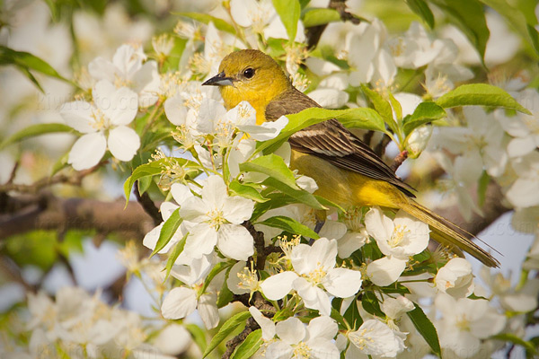 Orchard Oriole Photo @ Kiwifoto.com