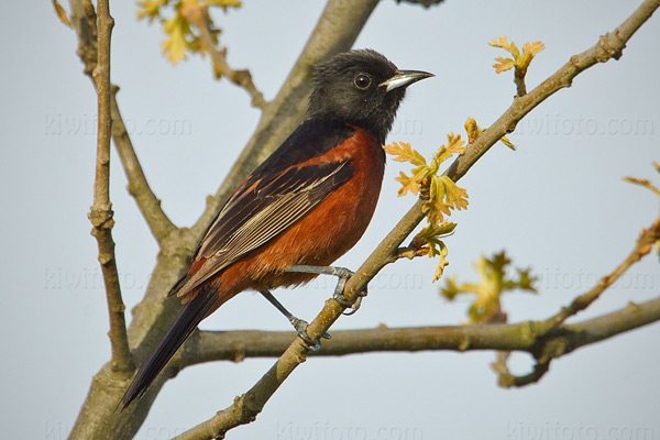 Orchard Oriole Picture @ Kiwifoto.com