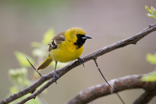 Orchard Oriole Image @ Kiwifoto.com