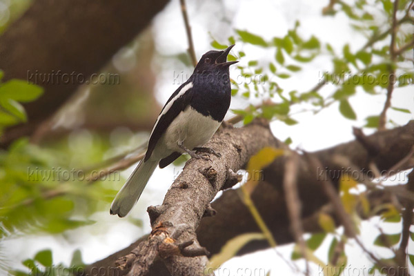 Oriental Magpie-Robin