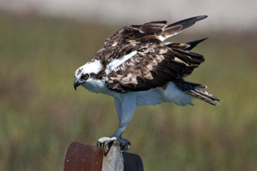 Osprey Image @ Kiwifoto.com