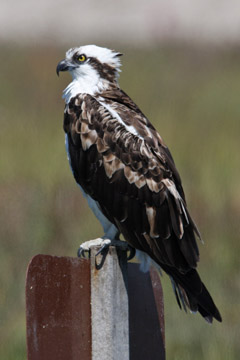 Osprey Picture @ Kiwifoto.com