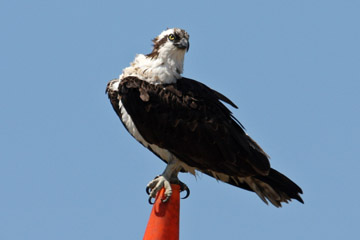 Osprey Picture @ Kiwifoto.com