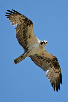 Osprey Picture @ Kiwifoto.com