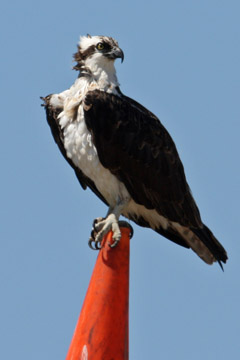 Osprey Picture @ Kiwifoto.com