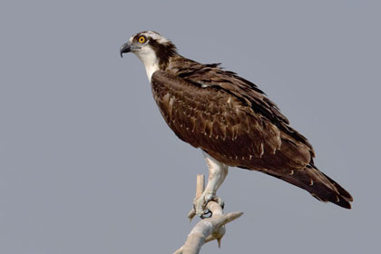 Osprey Picture @ Kiwifoto.com