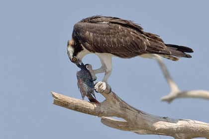 Osprey Picture @ Kiwifoto.com