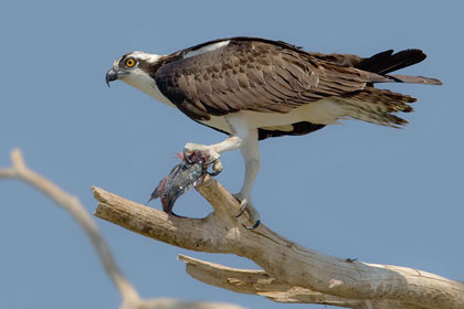 Osprey Image @ Kiwifoto.com