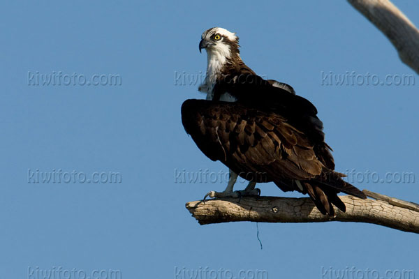 Osprey Picture @ Kiwifoto.com