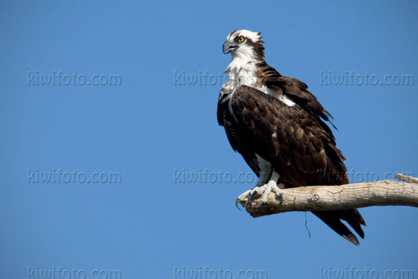 Osprey Image @ Kiwifoto.com