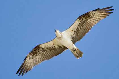 Osprey Picture @ Kiwifoto.com