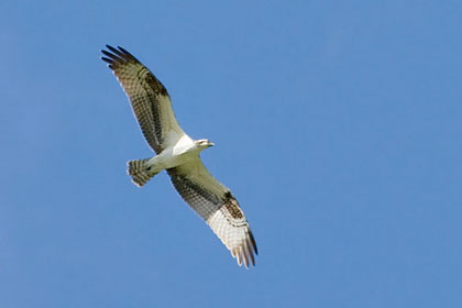 Osprey Picture @ Kiwifoto.com
