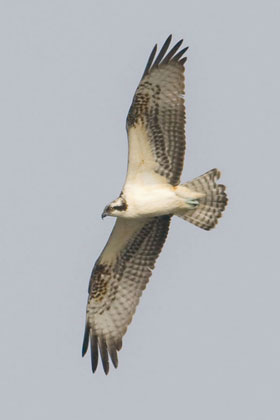 Osprey Picture @ Kiwifoto.com