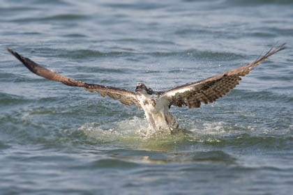 Osprey Image @ Kiwifoto.com