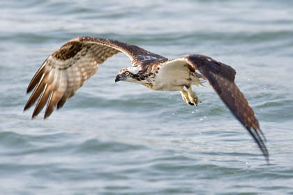 Osprey Picture @ Kiwifoto.com