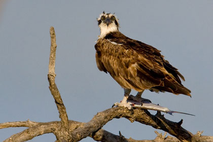 Osprey Image @ Kiwifoto.com