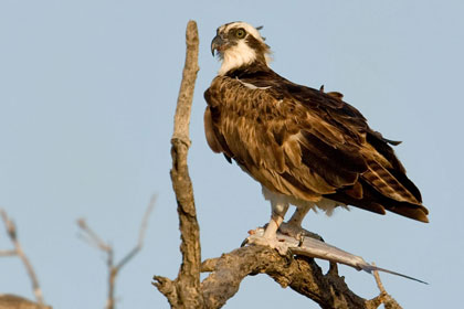 Osprey Picture @ Kiwifoto.com