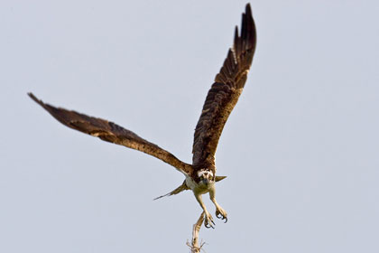 Osprey Photo @ Kiwifoto.com