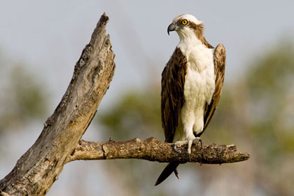 Osprey Picture @ Kiwifoto.com