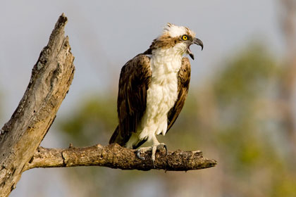 Osprey Picture @ Kiwifoto.com