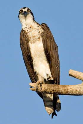 Osprey Picture @ Kiwifoto.com
