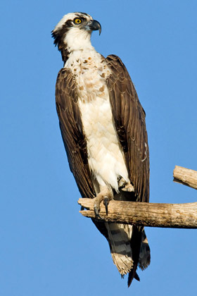 Osprey Image @ Kiwifoto.com