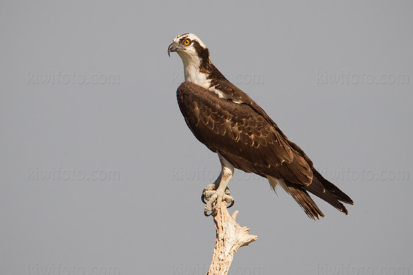 Osprey Image @ Kiwifoto.com