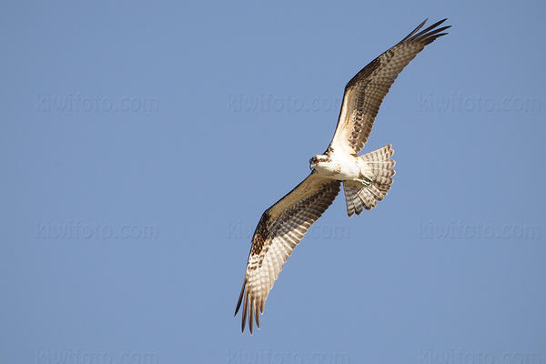 Osprey Picture @ Kiwifoto.com