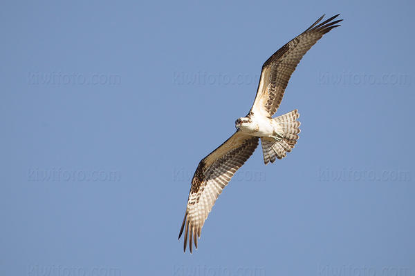 Osprey Image @ Kiwifoto.com