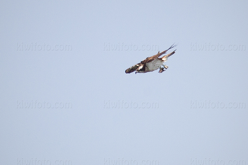 Osprey Picture @ Kiwifoto.com