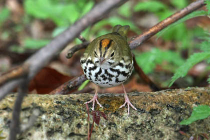 Ovenbird Image @ Kiwifoto.com