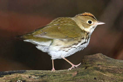 Ovenbird Image @ Kiwifoto.com