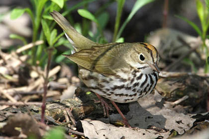 Ovenbird Image @ Kiwifoto.com