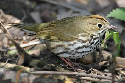 Ovenbird Image @ Kiwifoto.com