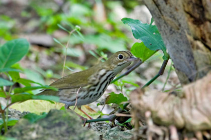 Ovenbird Image @ Kiwifoto.com