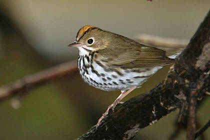 Ovenbird Image @ Kiwifoto.com