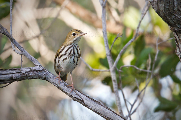 Ovenbird Image @ Kiwifoto.com