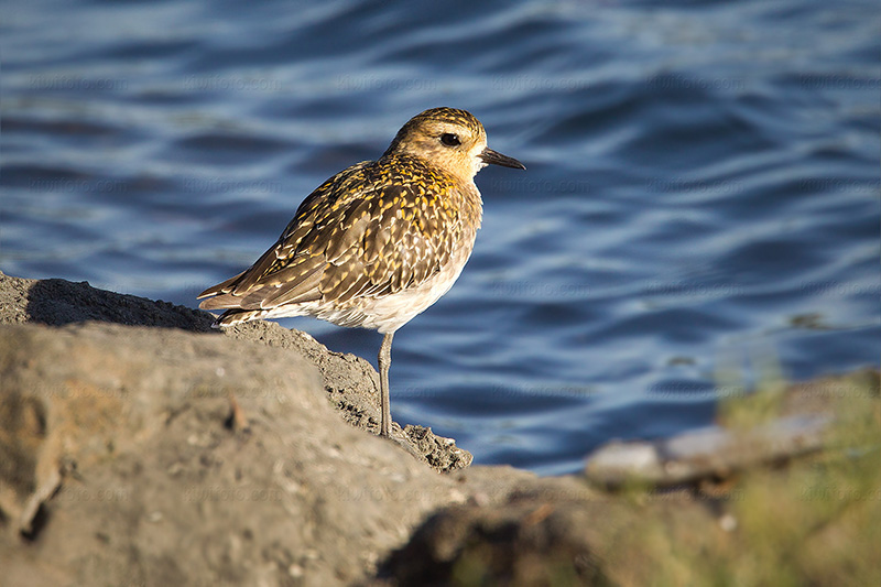 Pacific Golden-Plover Image @ Kiwifoto.com