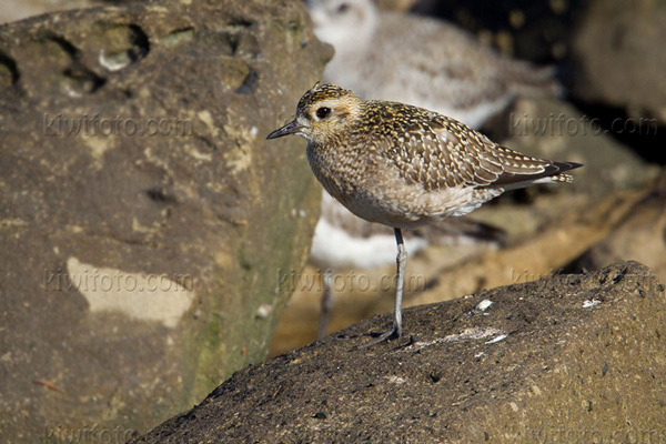 Pacific Golden-Plover