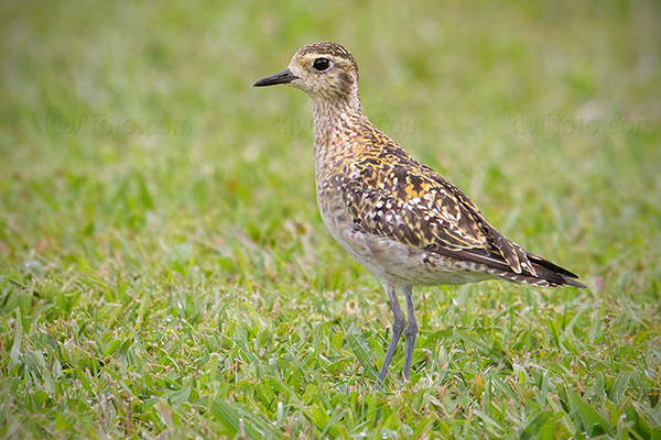 Pacific Golden-Plover Photo @ Kiwifoto.com
