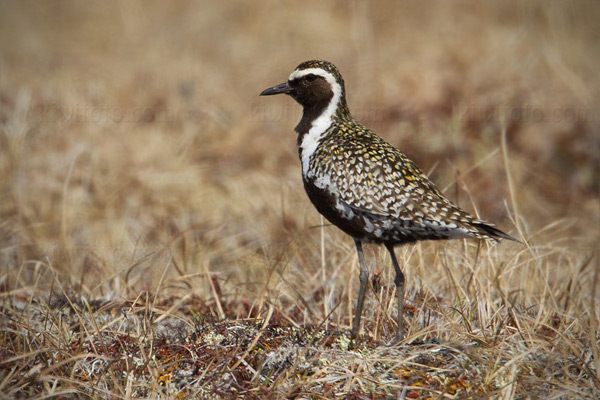 Pacific Golden-Plover Picture @ Kiwifoto.com