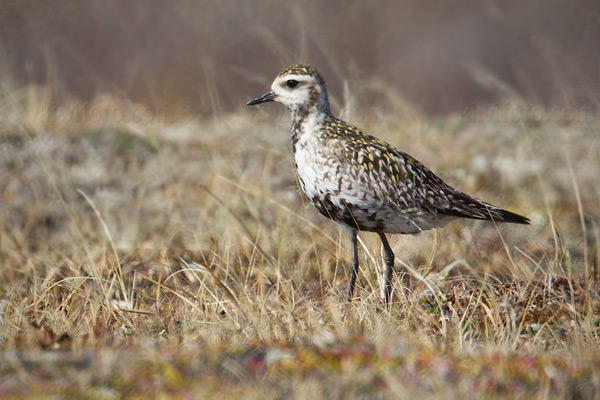 Pacific Golden-Plover Image @ Kiwifoto.com