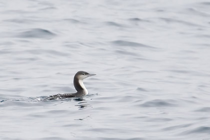 Pacific Loon Image @ Kiwifoto.com