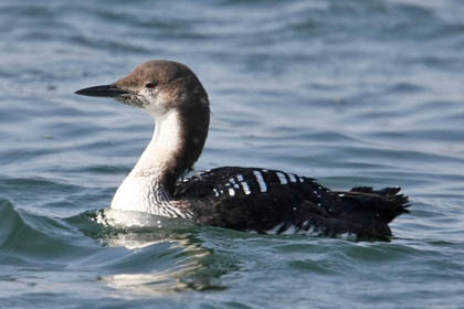 Pacific Loon Image @ Kiwifoto.com