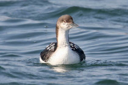 Pacific Loon Picture @ Kiwifoto.com