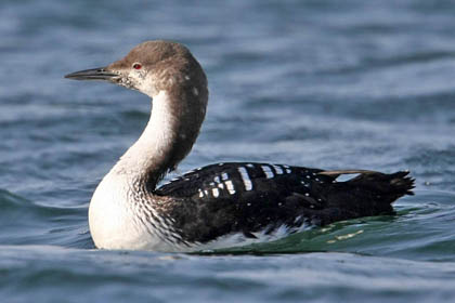 Pacific Loon Image @ Kiwifoto.com