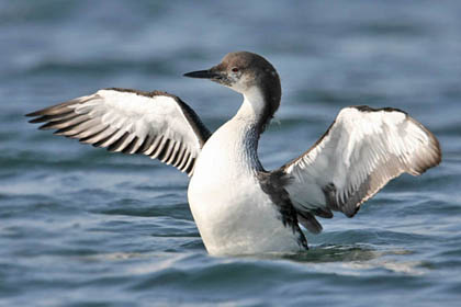 Pacific Loon