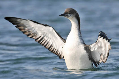 Pacific Loon Photo @ Kiwifoto.com