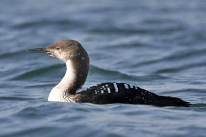 Pacific Loon Photo @ Kiwifoto.com